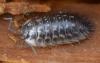 Oniscus asellus
